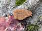 Óriás lakkostapló (Ganoderma resinaceum), Mecsek